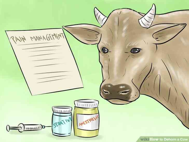 Image intitulée Écorner une Vache à l